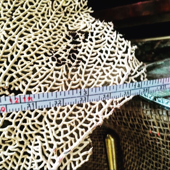 VINTAGE EXTINCT RED SEA FAN 2: $120 - Picture 5 of 6